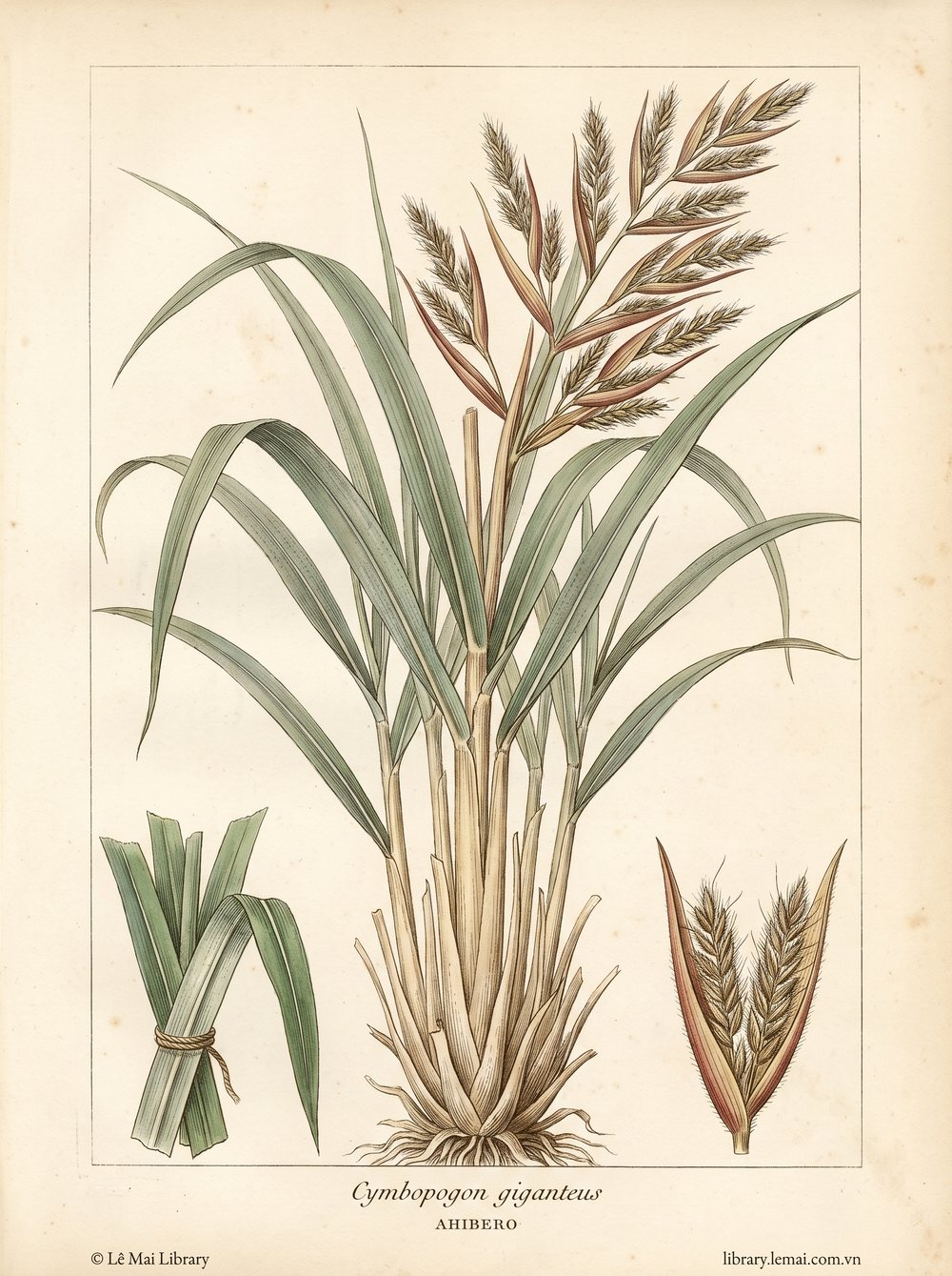 Botanical illustration of Cymbopogon giganteus, whose leaves yield Ahibero essential oil