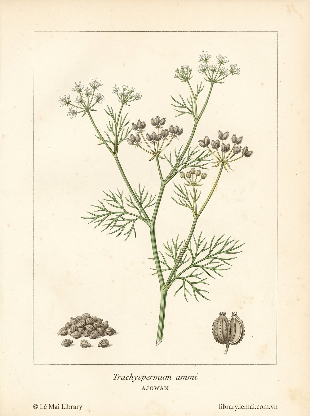 Botanical illustration of Trachyspermum ammi, whose seeds yield Ajowan essential oil