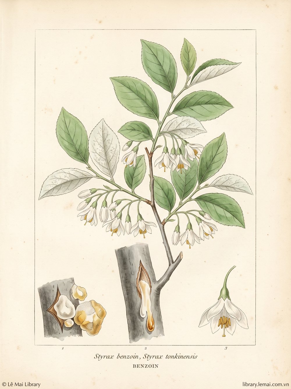 Botanical illustration of Styrax benzoin, Styrax tonkinensis; trunk resin used to extract Benzoin essential oil