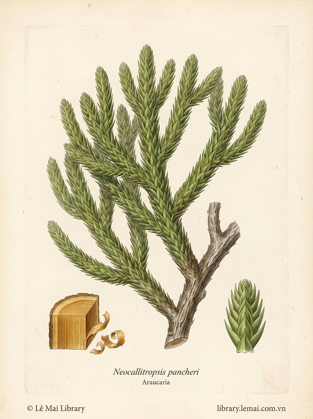 Botanical illustration of Neocallitropsis pancheri, whose wood yields Araucaria essential oil