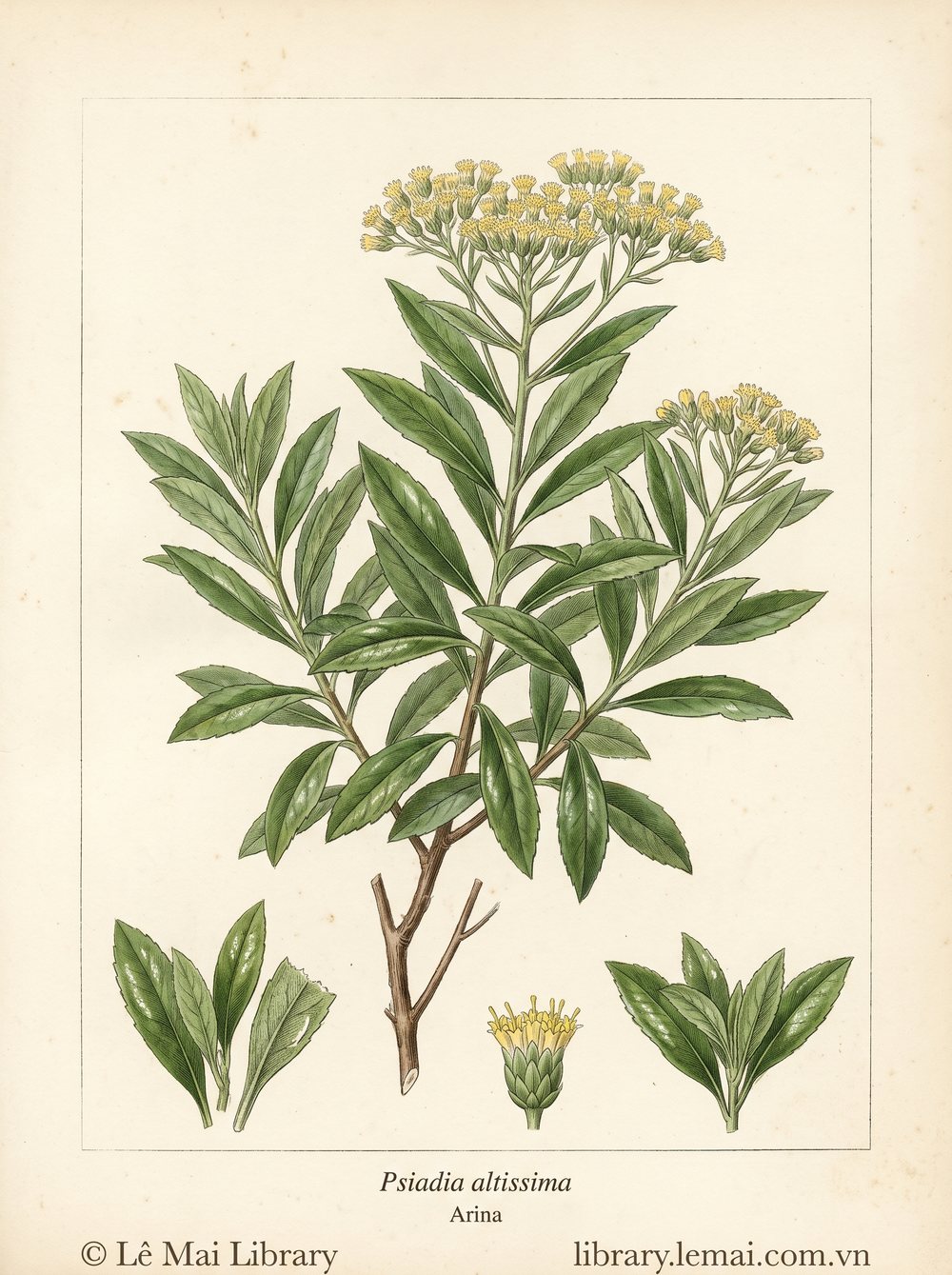 Botanical illustration of Psiadia altissima, whose leaves yield Arina essential oil