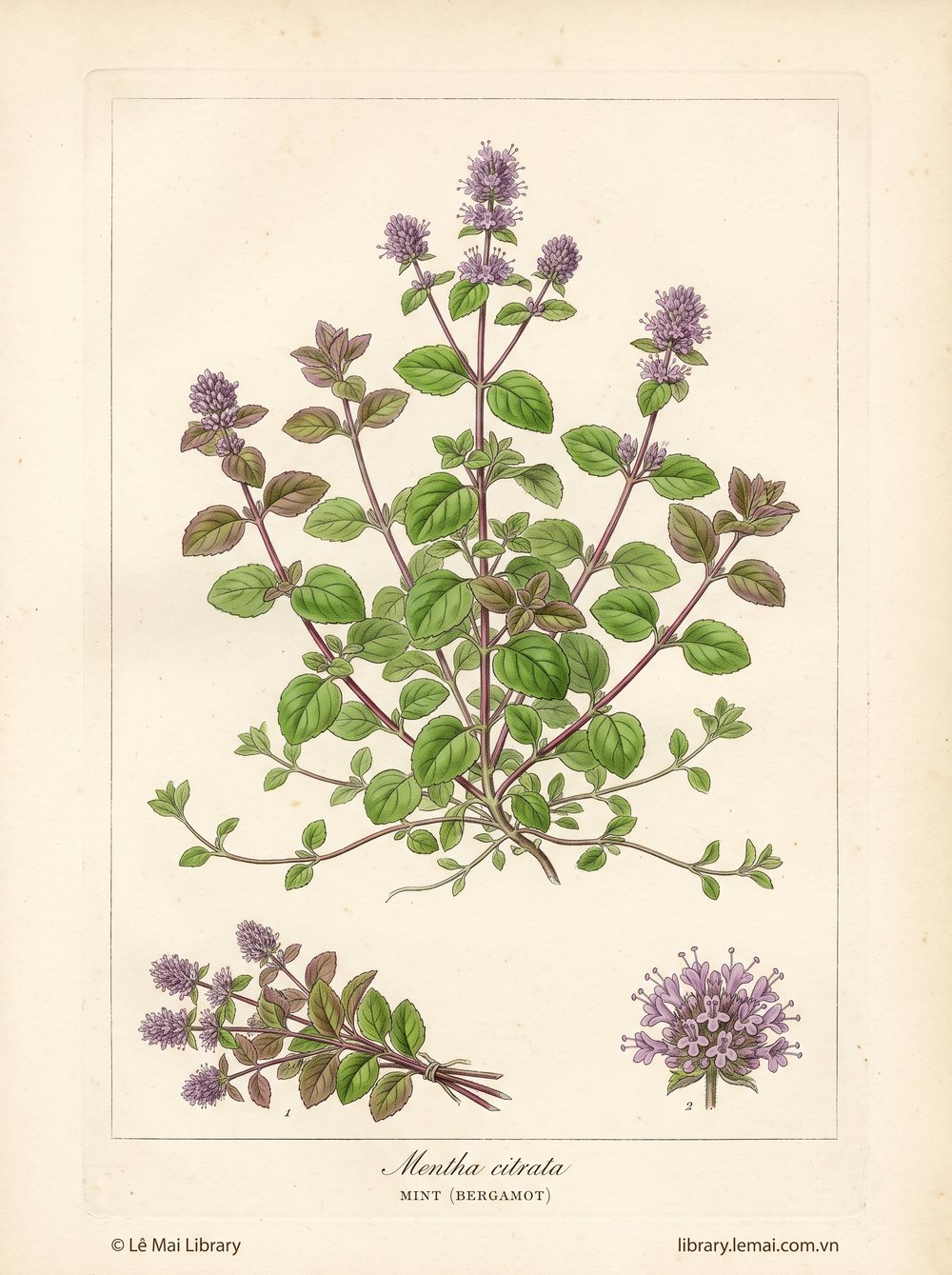 Tranh minh hoạ cây Bạc hà cam (Mentha citrata), phần trên mặt đất dùng chiết xuất tinh dầu Mint (bergamot)