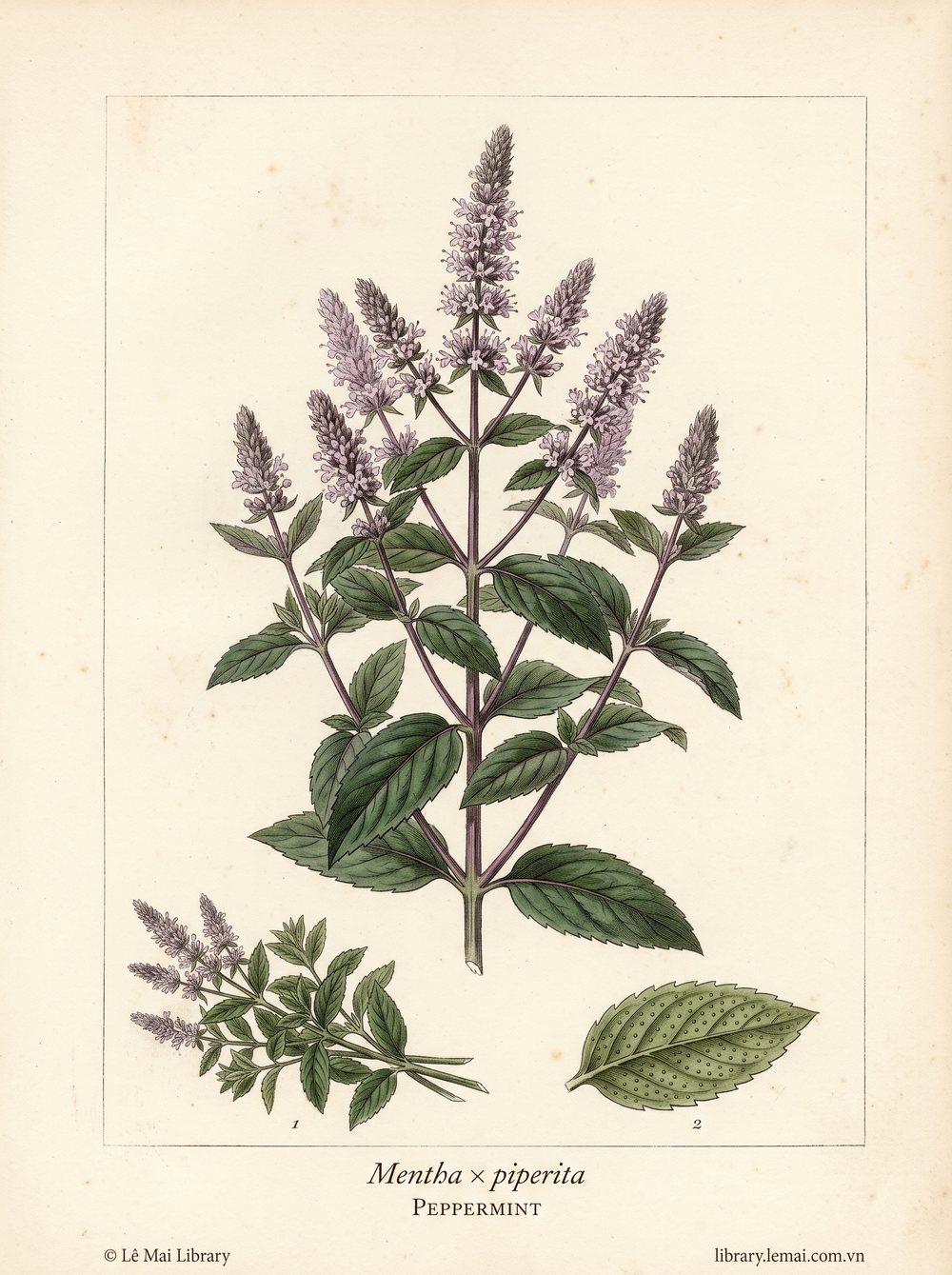 Tranh minh hoạ cây Bạc hà cay (Mentha × piperita), lá và phần trên mặt đất dùng chiết xuất tinh dầu Peppermint