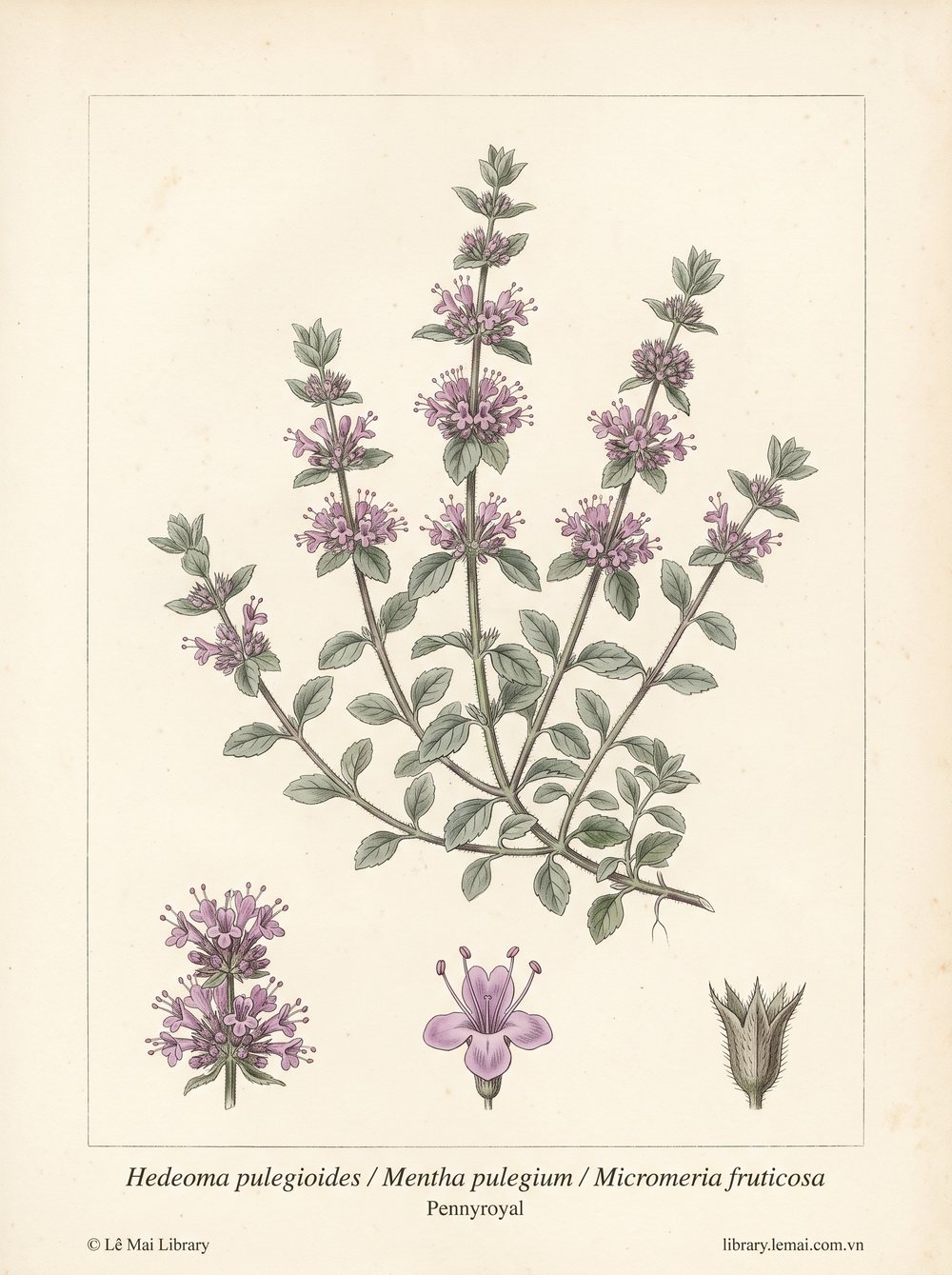 Tranh minh hoạ cây Bạc hà hoa (Hedeoma pulegioides / Mentha pulegium / Micromeria fruticosa), phần trên mặt đất tươi dùng chiết xuất tinh dầu Pennyroyal