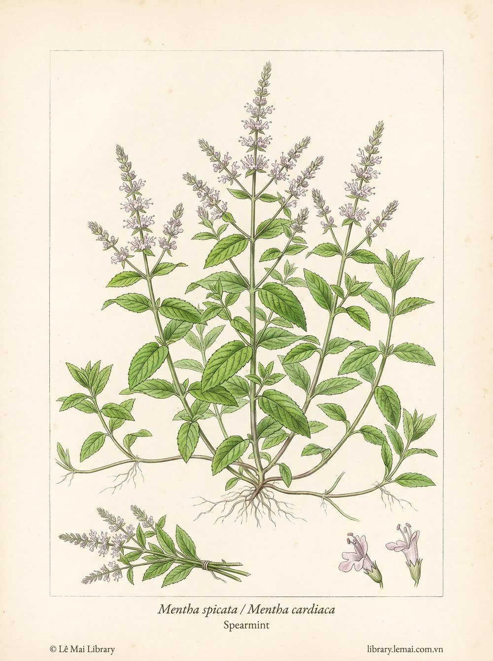 Tranh minh hoạ cây Bạc hà lục (Mentha spicata / Mentha cardiaca), lá dùng chiết xuất tinh dầu Spearmint