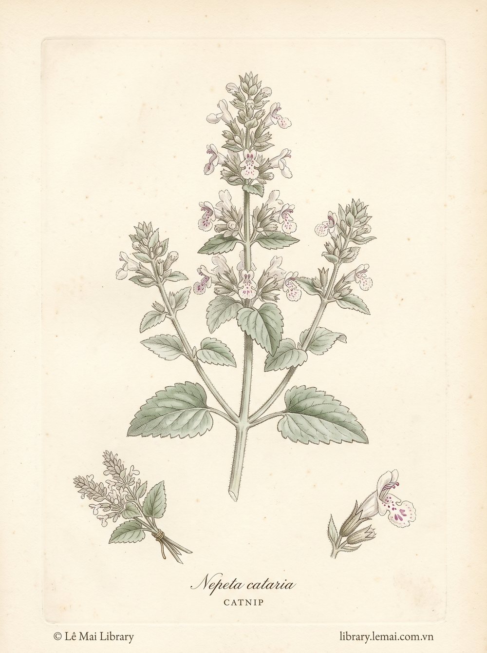Botanical illustration of Nepeta cataria; aerial parts used to extract Catnip essential oil