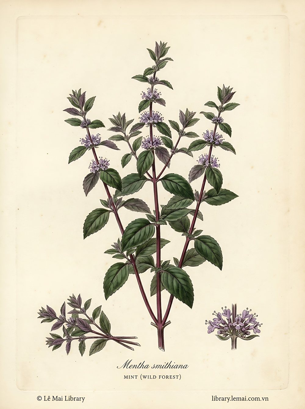 Tranh minh hoạ cây Bạc hà rừng (Mentha smithiana), phần trên mặt đất dùng chiết xuất tinh dầu Mint (wild forest)