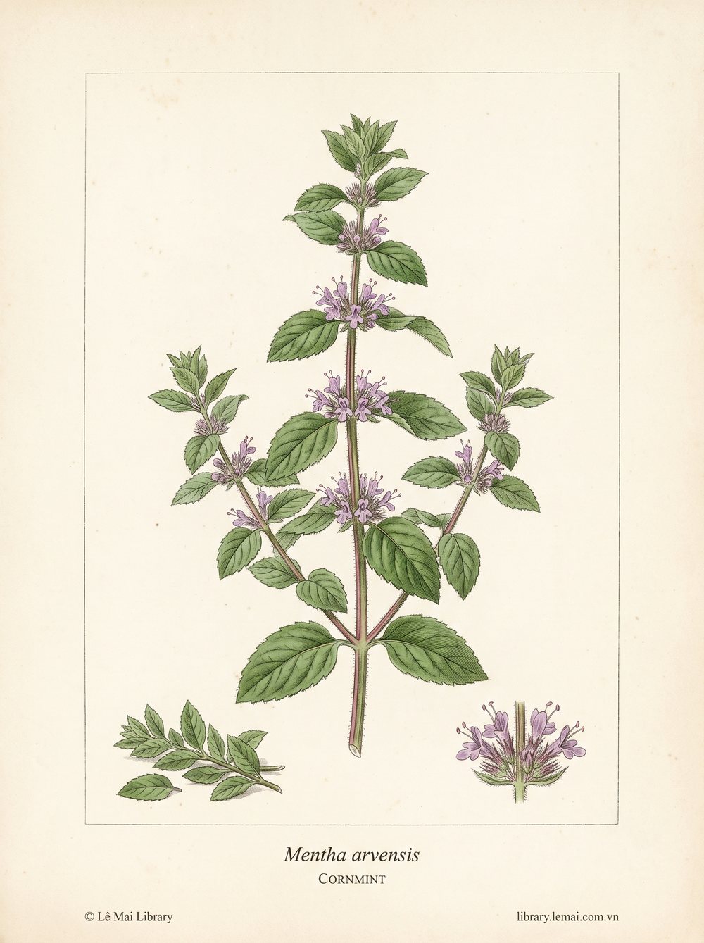 Botanical illustration of Mentha arvensis; leaves used to extract Cornmint essential oil