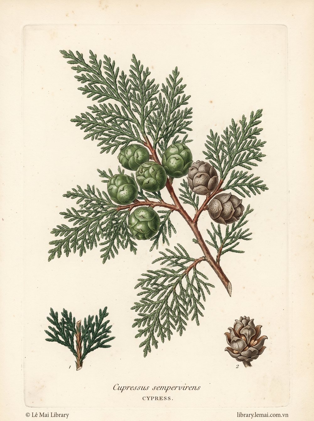 Botanical illustration of Cupressus sempervirens; leaves and terminal branches used to extract Cypress essential oil