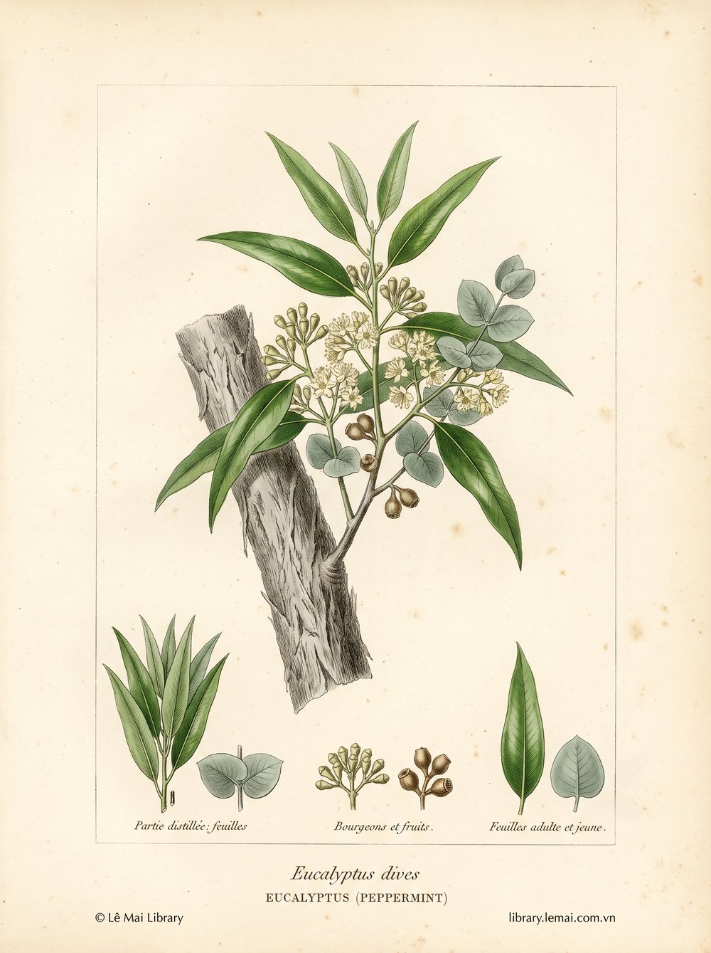 Botanical illustration of Eucalyptus dives; leaves used to extract Eucalyptus (peppermint) essential oil