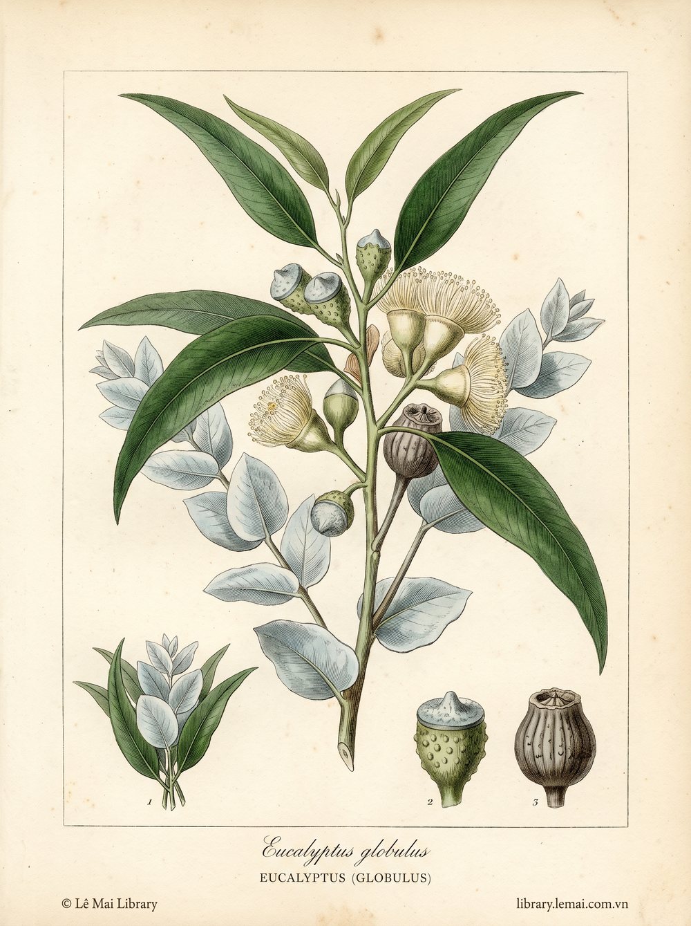 Botanical illustration of Eucalyptus globulus; leaves used to extract Eucalyptus (globulus) essential oil