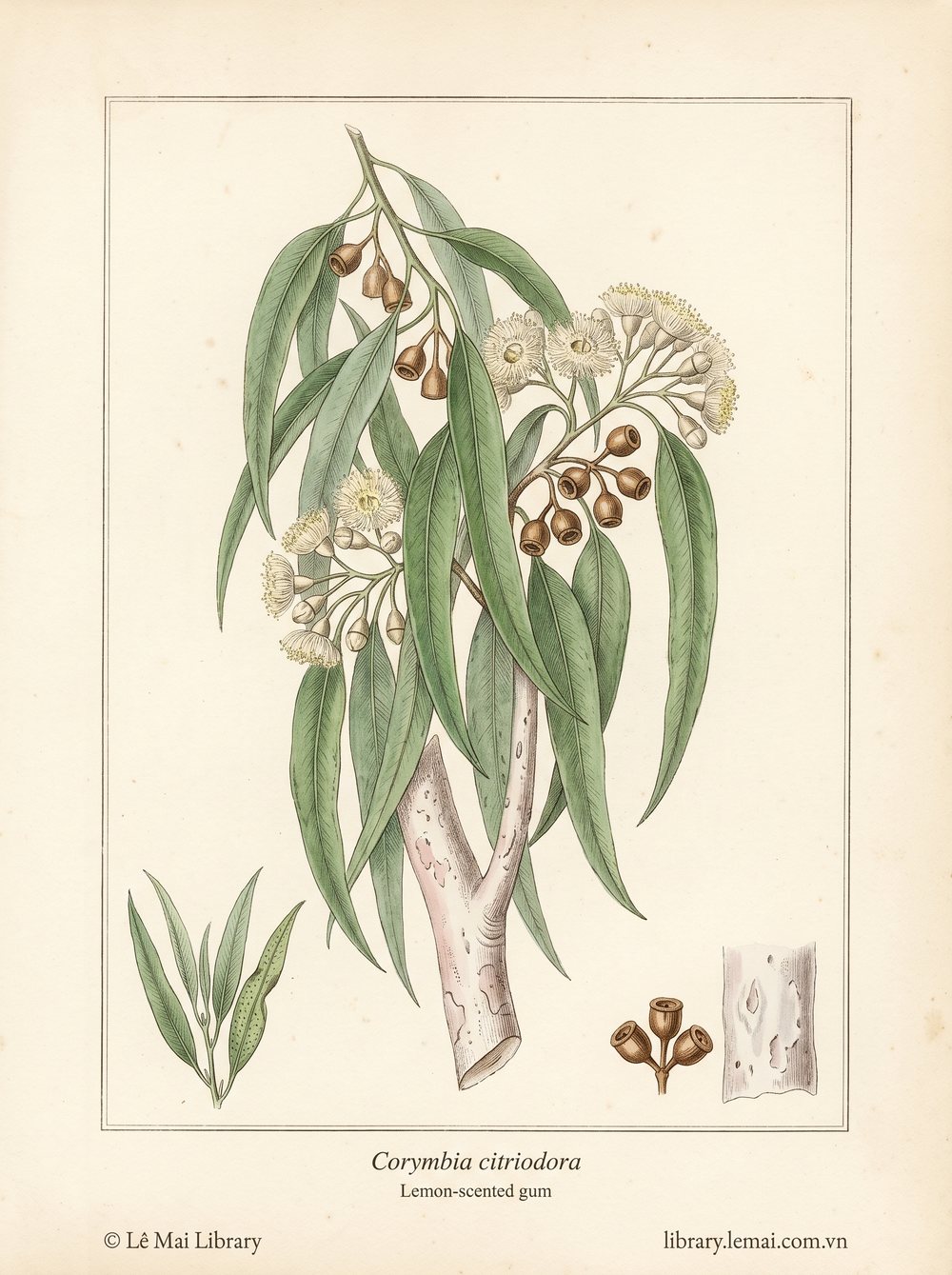 Tranh minh hoạ cây Bạch đàn chanh (Corymbia citriodora), lá dùng chiết xuất tinh dầu Lemon-scented gum