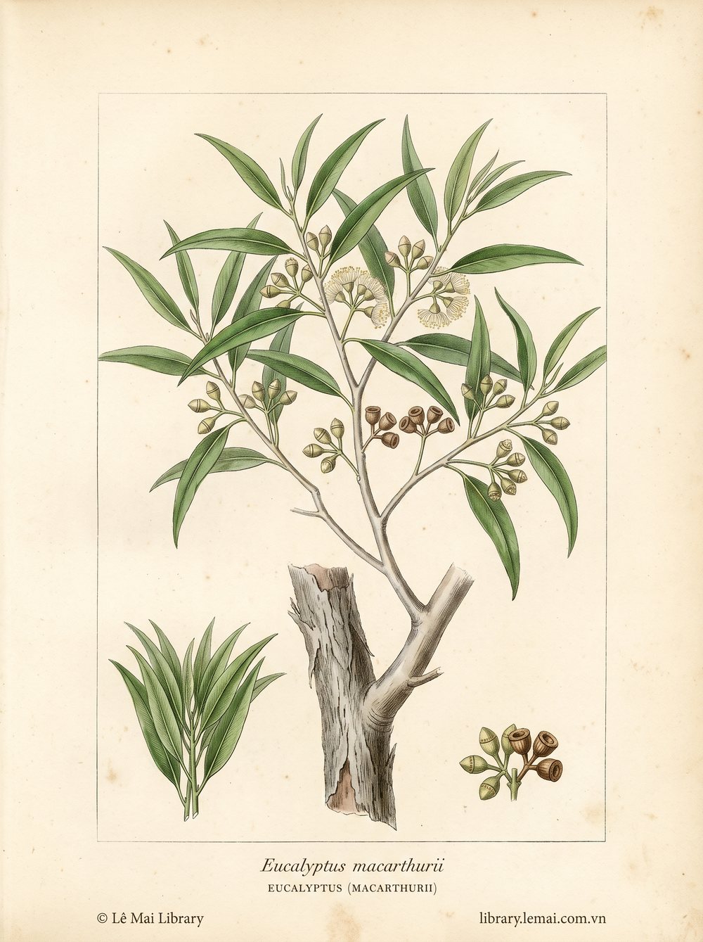 Botanical illustration of Eucalyptus macarthurii; leaves used to extract Eucalyptus (macarthurii) essential oil