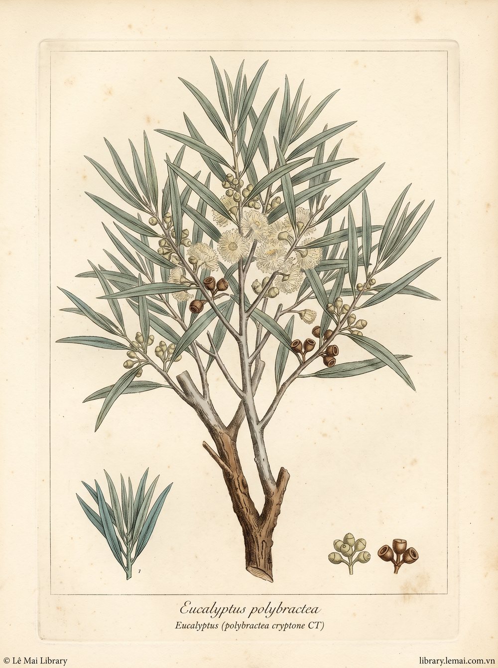 Tranh minh hoạ cây Bạch đàn polybractea (Eucalyptus polybractea), lá dùng chiết xuất tinh dầu Eucalyptus (polybractea cryptone CT)