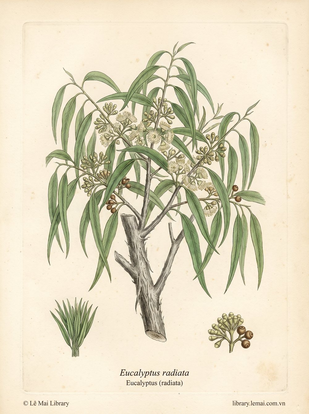 Tranh minh hoạ cây Bạch đàn Radiata (Eucalyptus radiata), lá dùng chiết xuất tinh dầu Eucalyptus (radiata)