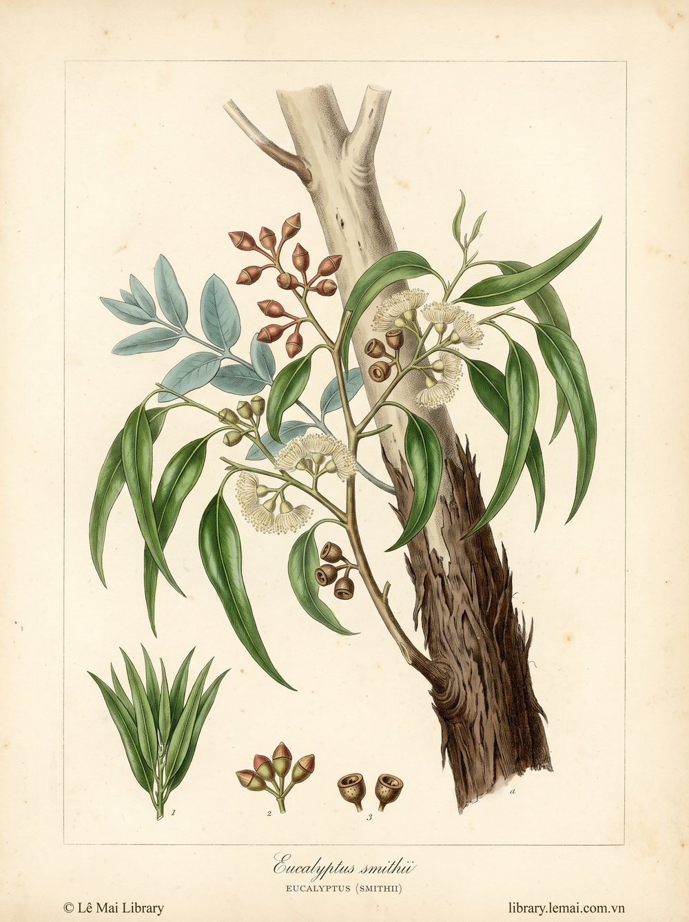 Tranh minh hoạ cây Bạch đàn Smith (Eucalyptus smithii), lá dùng chiết xuất tinh dầu Eucalyptus (smithii)