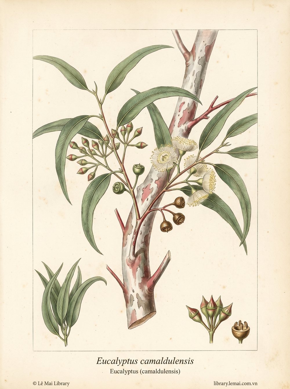 Botanical illustration of Eucalyptus camaldulensis; leaves used to extract Eucalyptus (camaldulensis) essential oil