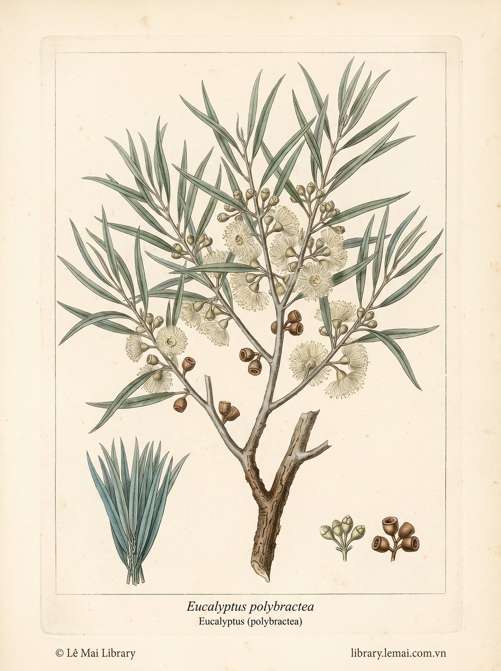 Tranh minh hoạ cây Bạch đàn xanh blue mallee (Eucalyptus polybractea), lá dùng chiết xuất tinh dầu Eucalyptus (polybractea)