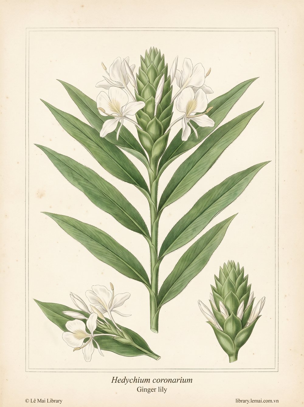 Tranh minh hoạ cây Bạch đậu (Hedychium coronarium), hoa dùng chiết xuất tinh dầu Ginger lily