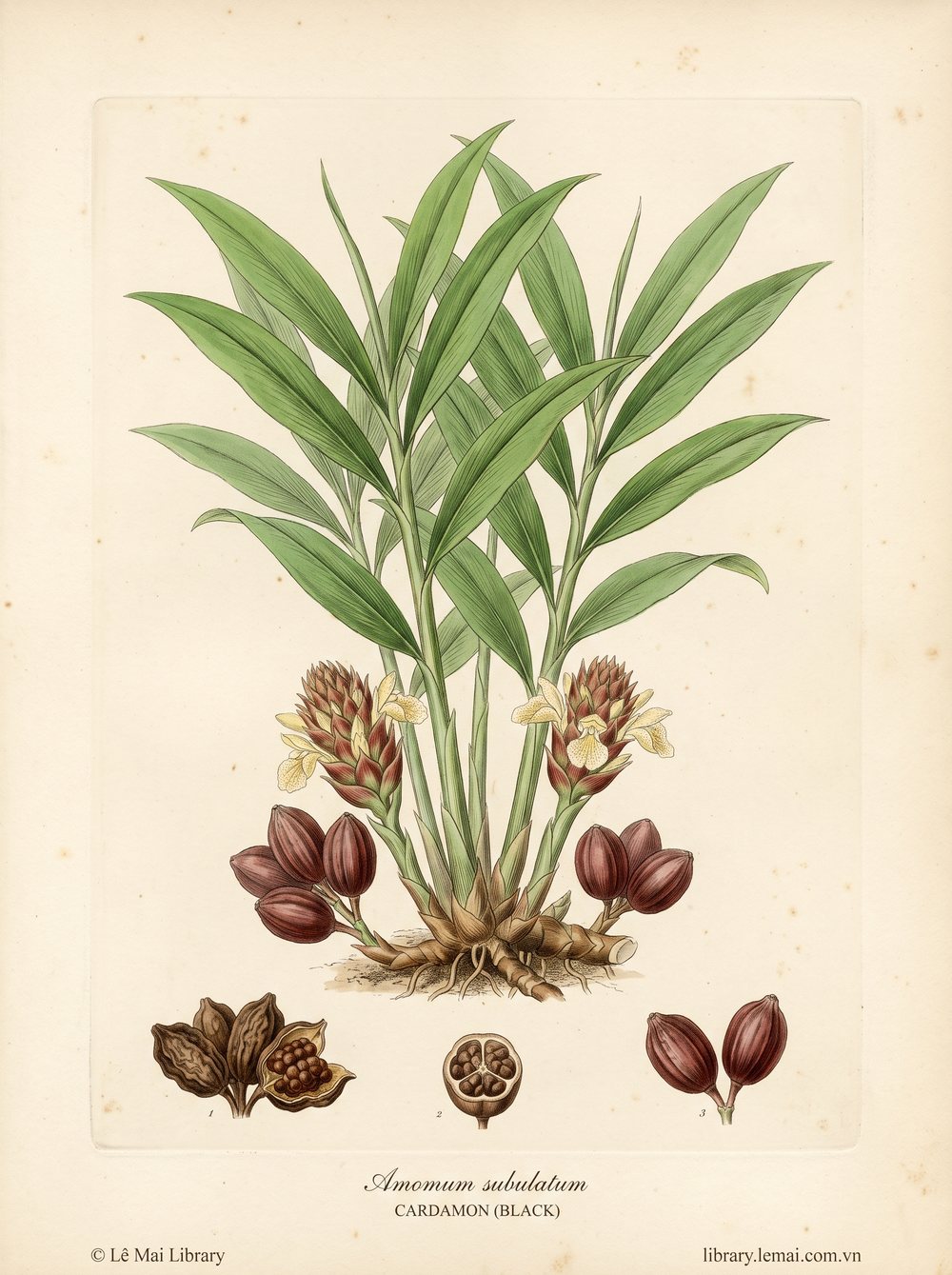 Botanical illustration of Amomum subulatum; seeds used to extract Cardamon (black) essential oil