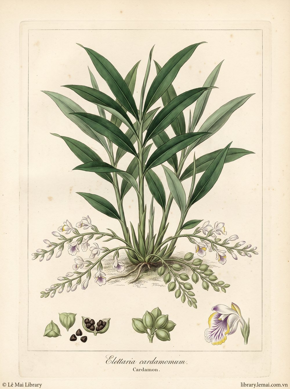 Botanical illustration of Elettaria cardamomum; seeds used to extract Cardamon essential oil