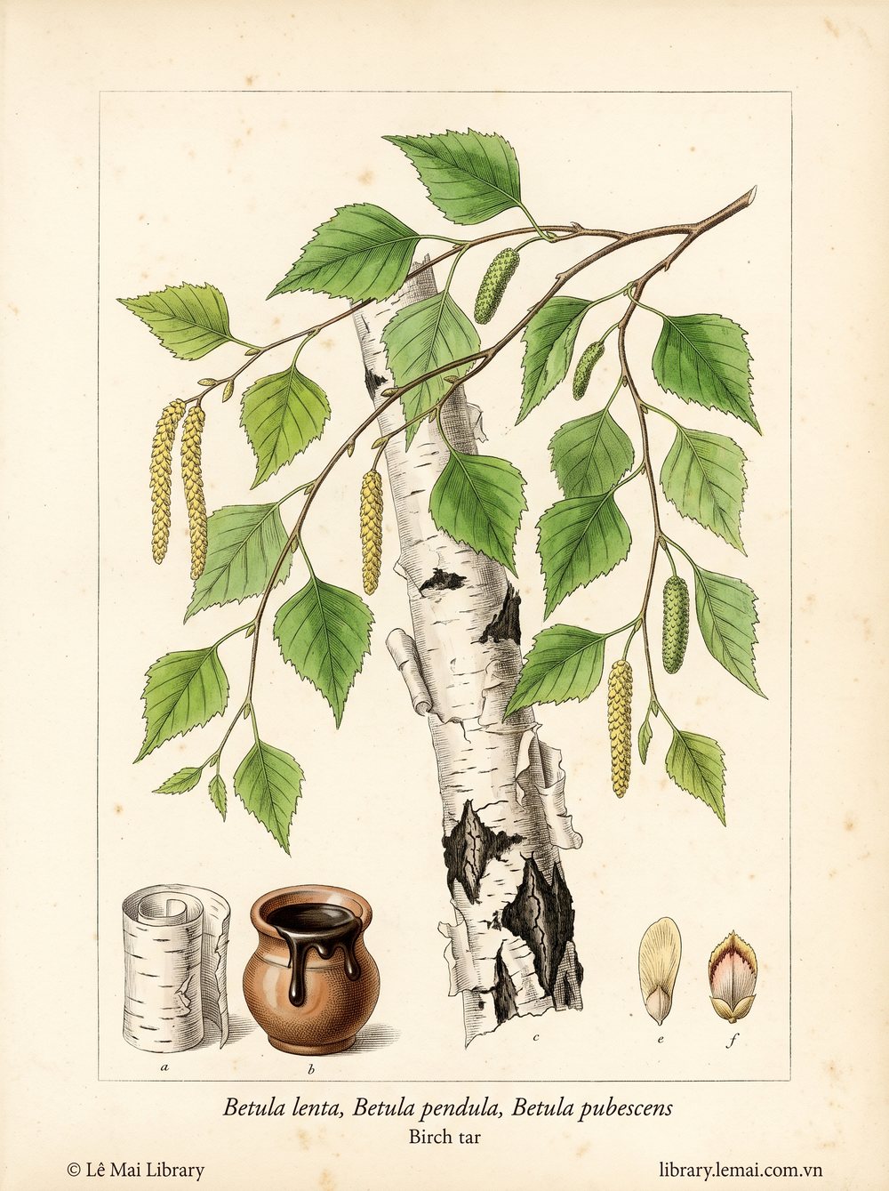 Botanical illustration of Betula lenta, Betula pendula, Betula pubescens; bark and wood used to extract Birch tar essential oil
