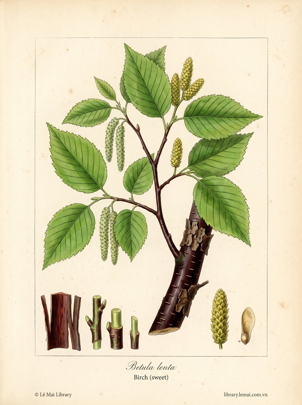 Botanical illustration of Betula lenta; bark used to extract Birch (sweet) essential oil