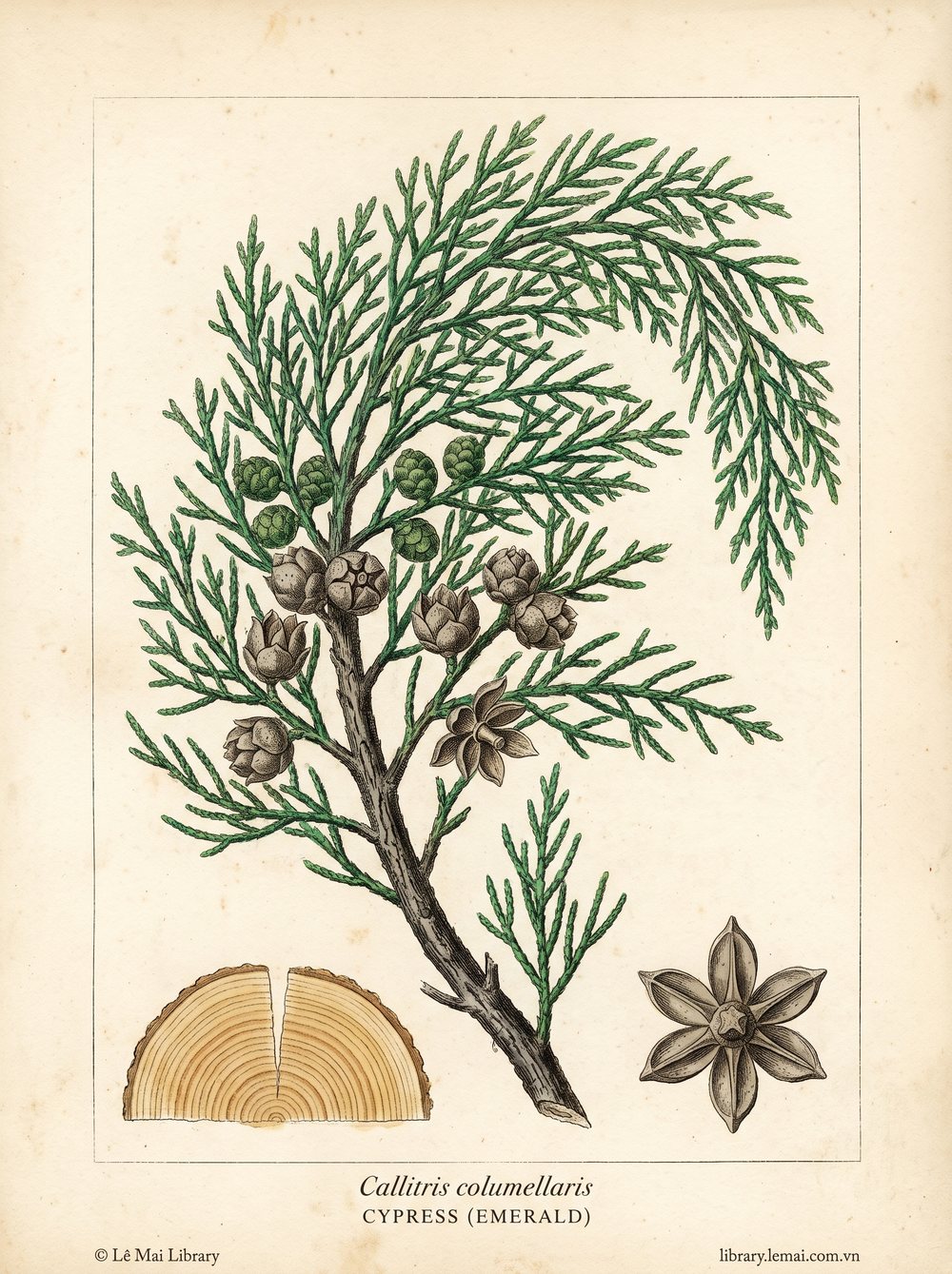 Botanical illustration of Callitris columellaris; wood used to extract Cypress (emerald) essential oil