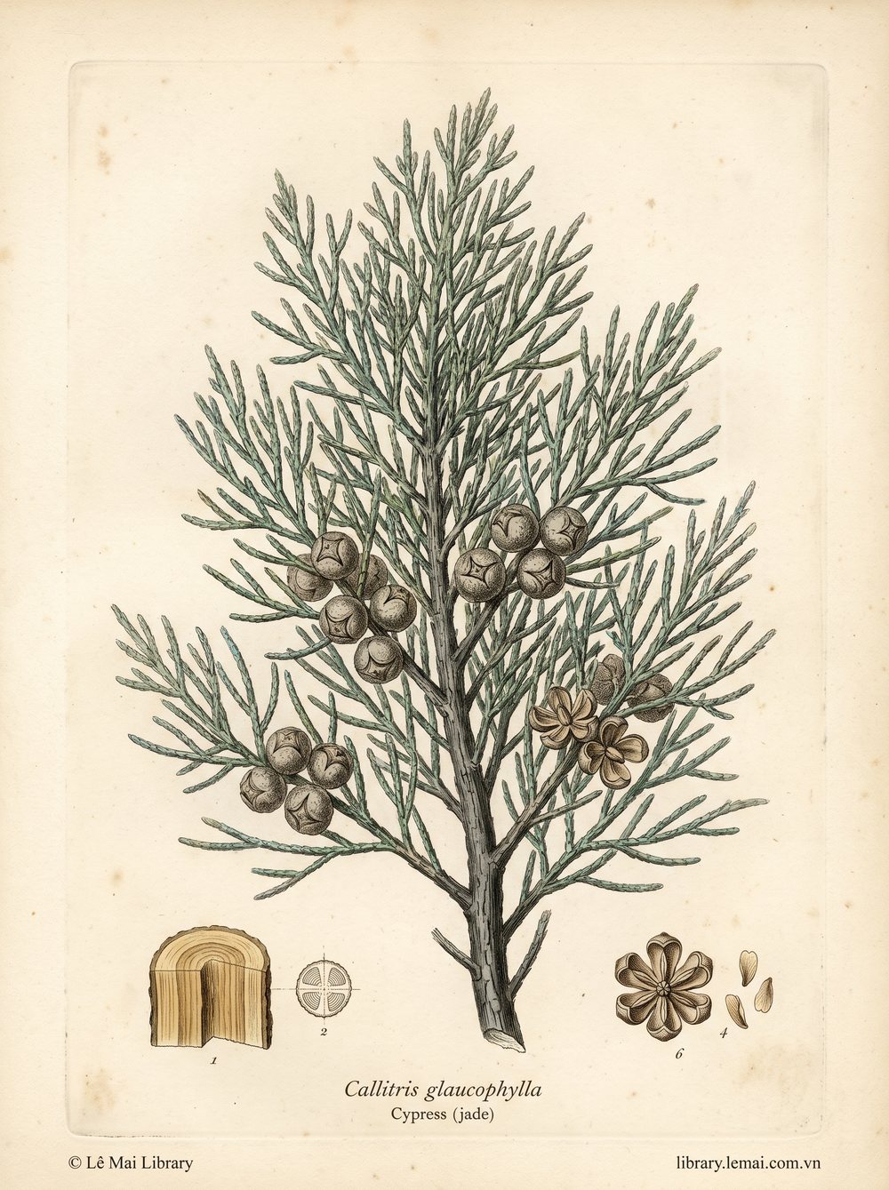 Botanical illustration of Callitris glaucophylla; wood used to extract Cypress (jade) essential oil