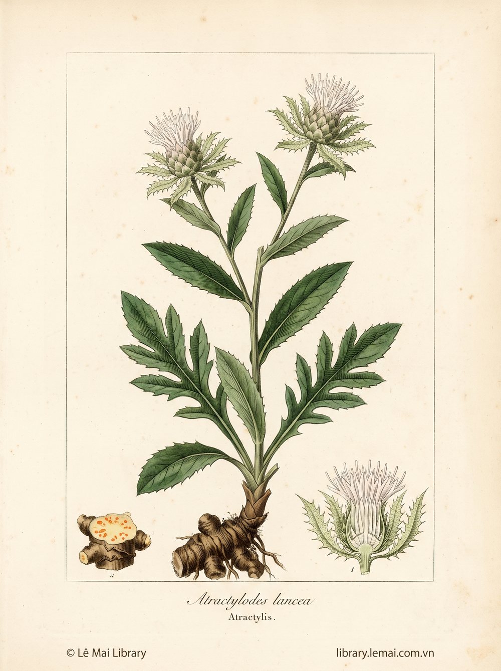 Botanical illustration of Atractylodes lancea, whose roots yield Atractylis essential oil
