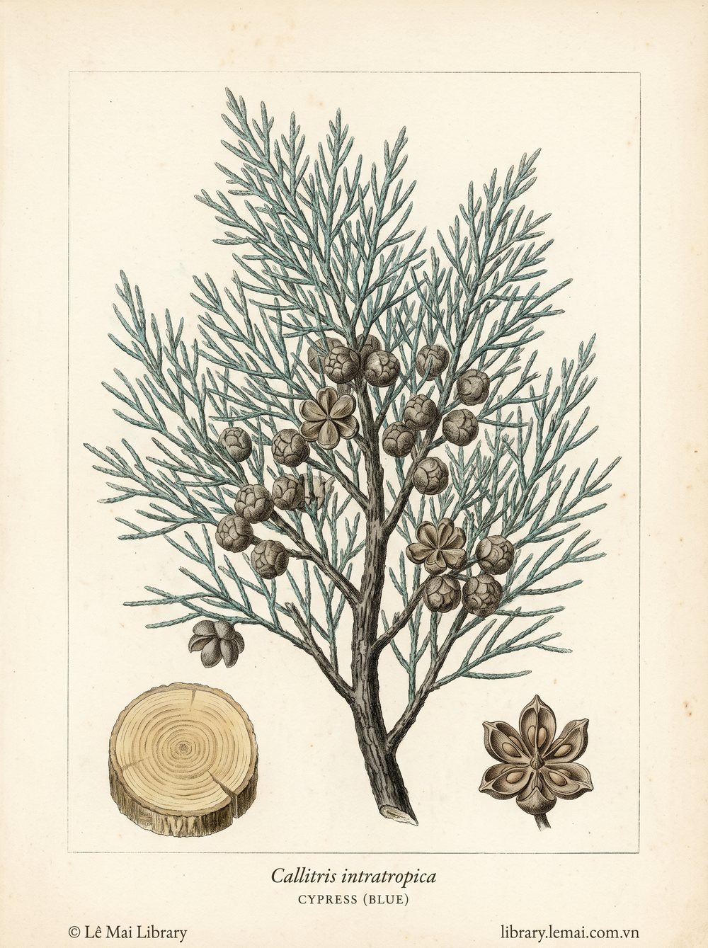 Botanical illustration of Callitris intratropica; wood used to extract Cypress (blue) essential oil