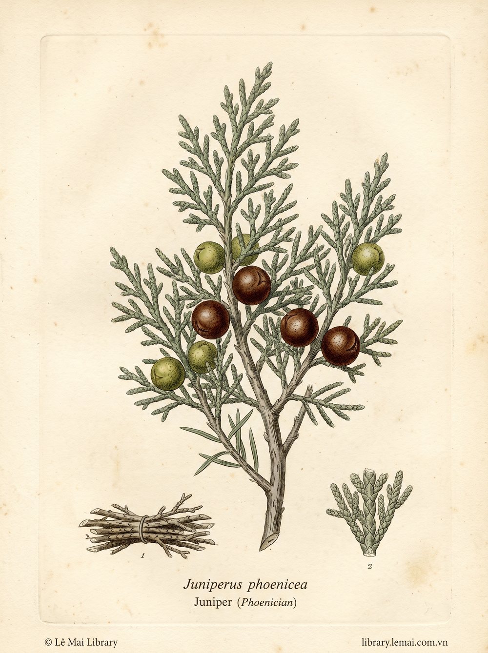 Tranh minh hoạ cây Bách xù Phoenicia (Juniperus phoenicea), lá và cành dùng chiết xuất tinh dầu Juniper (Phoenician)