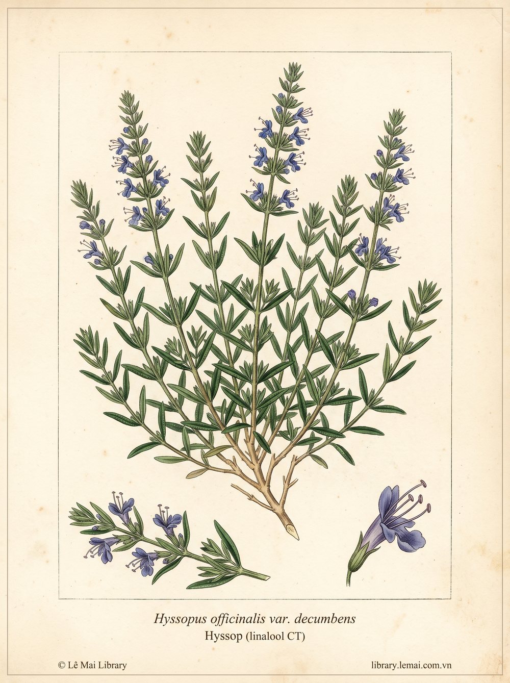 Tranh minh hoạ cây Bài hương (Hyssopus officinalis var. decumbens), bộ phận trên mặt đất dùng chiết xuất tinh dầu Hyssop (linalool CT)