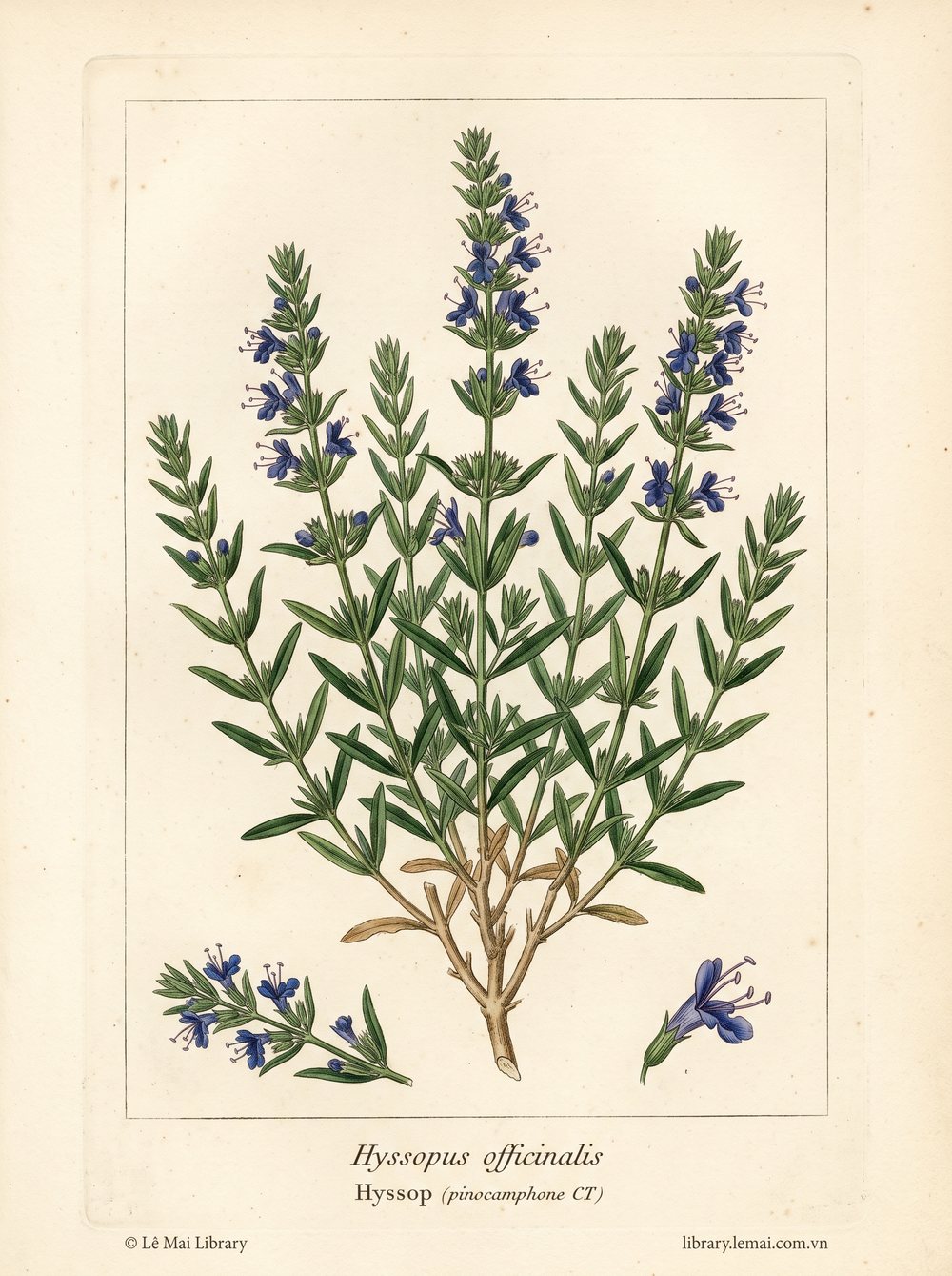 Tranh minh hoạ cây Bài hương (Hyssopus officinalis), lá và đầu hoa dùng chiết xuất tinh dầu Hyssop (pinocamphone CT)