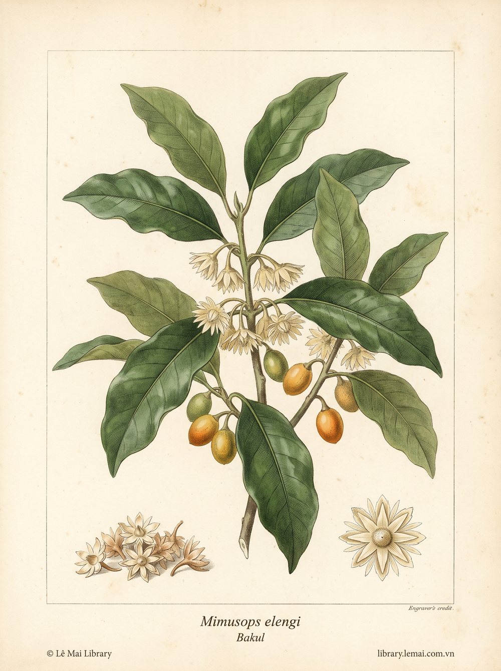 Botanical illustration of Mimusops elengi, whose flowers yield Bakul essential oil