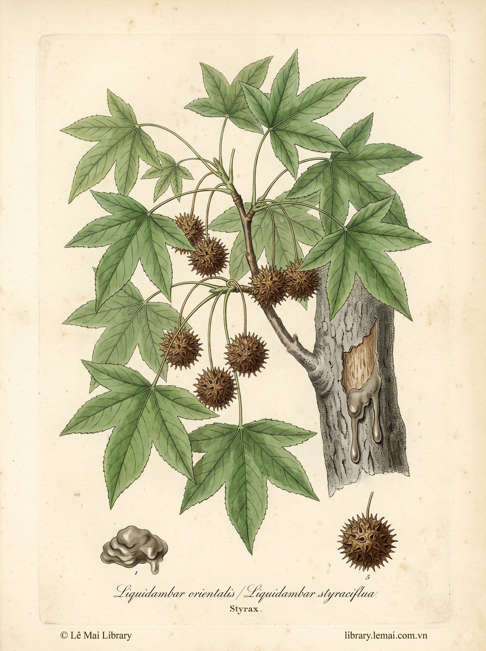 Tranh minh hoạ cây Bồ kết Styrax (Liquidambar orientalis / Liquidambar styraciflua), nhựa cây dùng chiết xuất tinh dầu Styrax