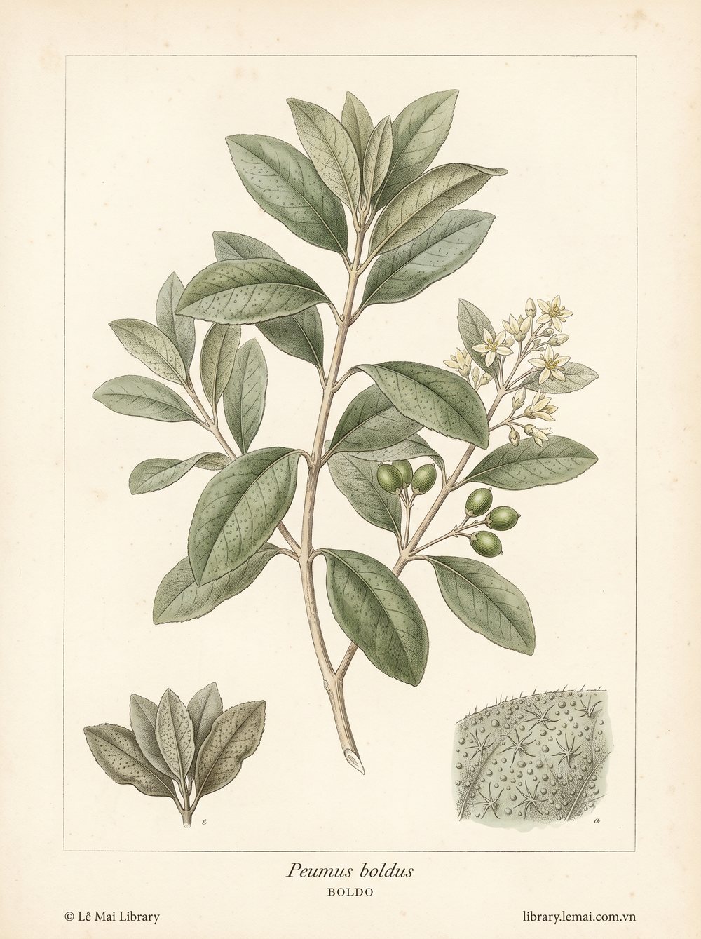 Botanical illustration of Peumus boldus; dried leaves used to extract Boldo essential oil