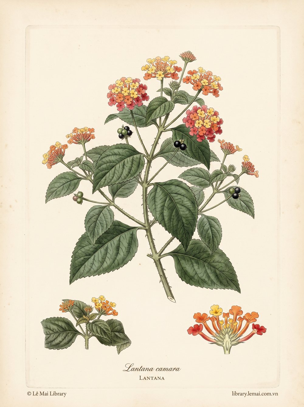 Tranh minh hoạ cây Bông ổi (Lantana camara), hoa và lá dùng chiết xuất tinh dầu Lantana
