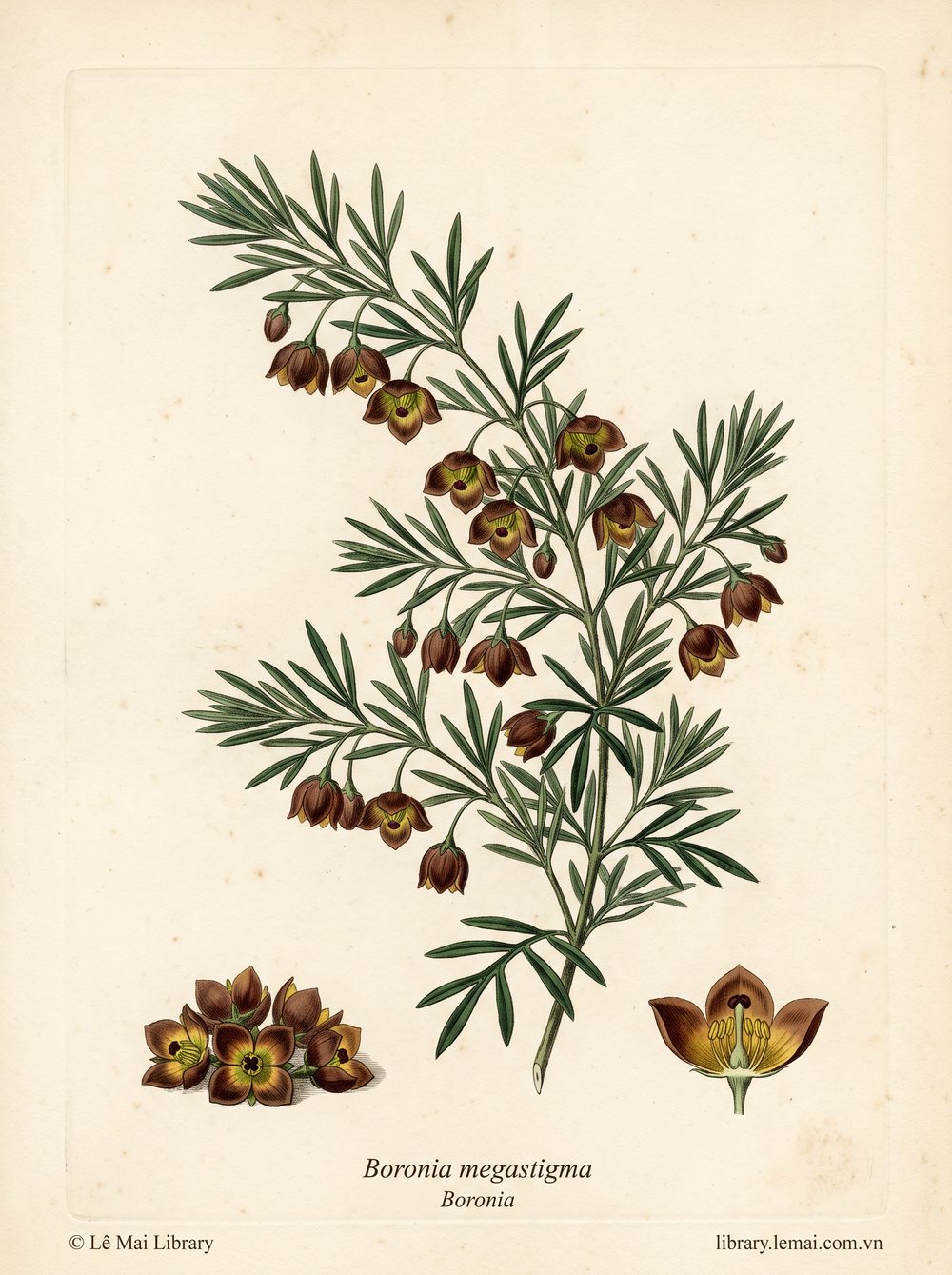 Botanical illustration of Boronia megastigma; flowers used to extract Boronia essential oil