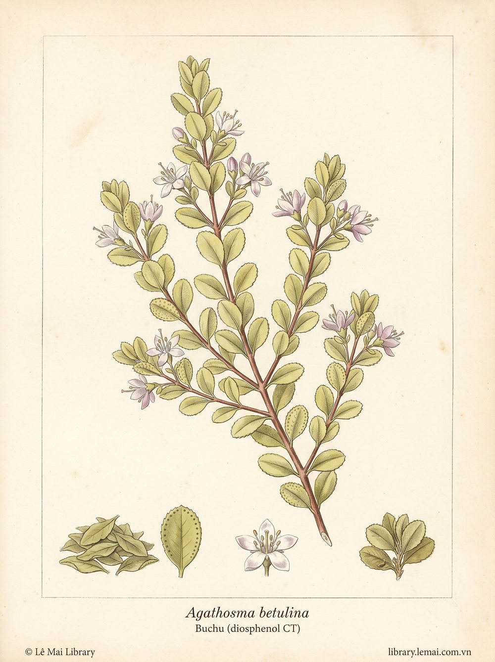 Botanical illustration of Agathosma betulina; leaves used to extract Buchu (diosphenol CT) essential oil