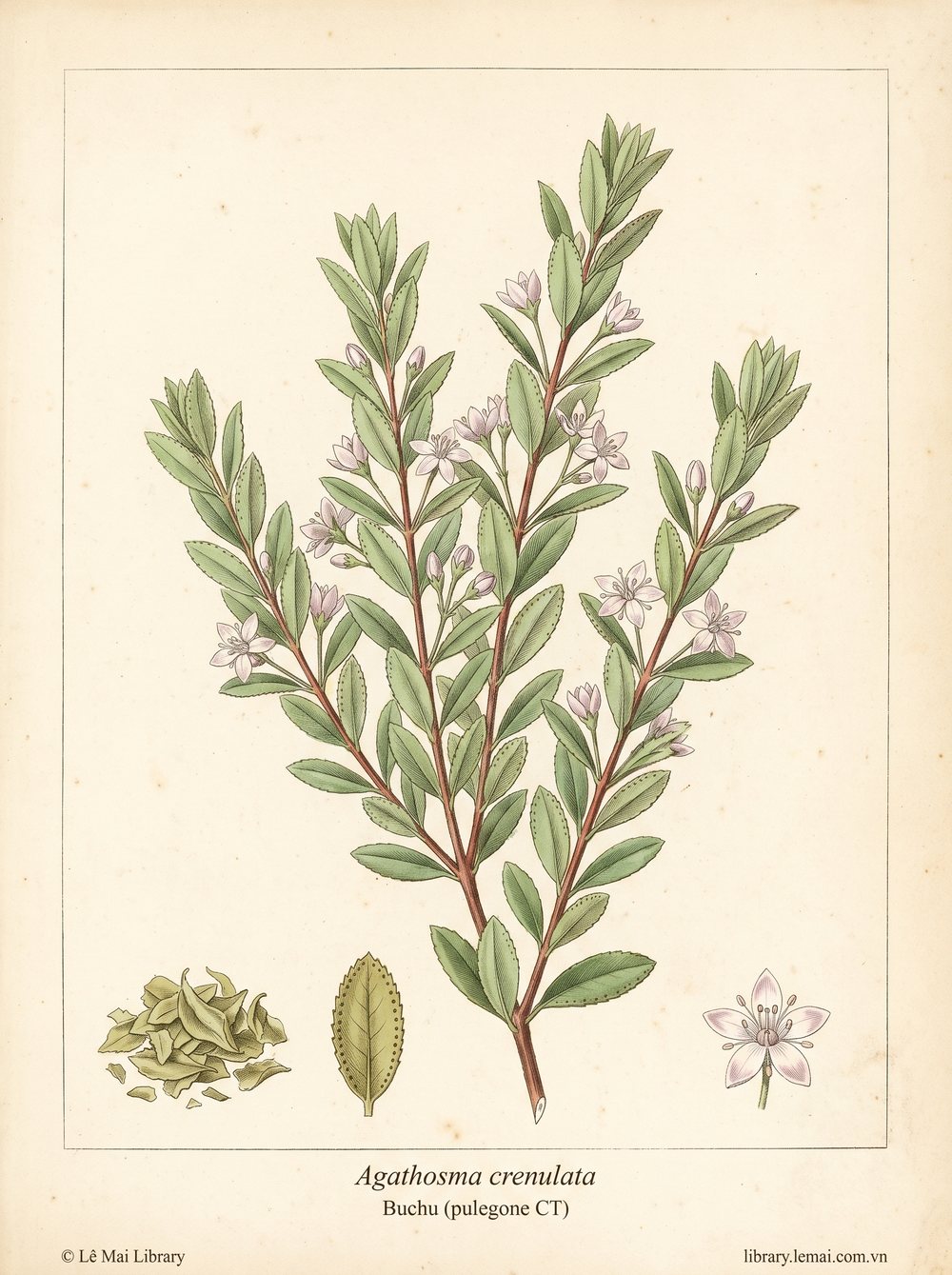 Botanical illustration of Agathosma crenulata; leaves used to extract Buchu (pulegone CT) essential oil