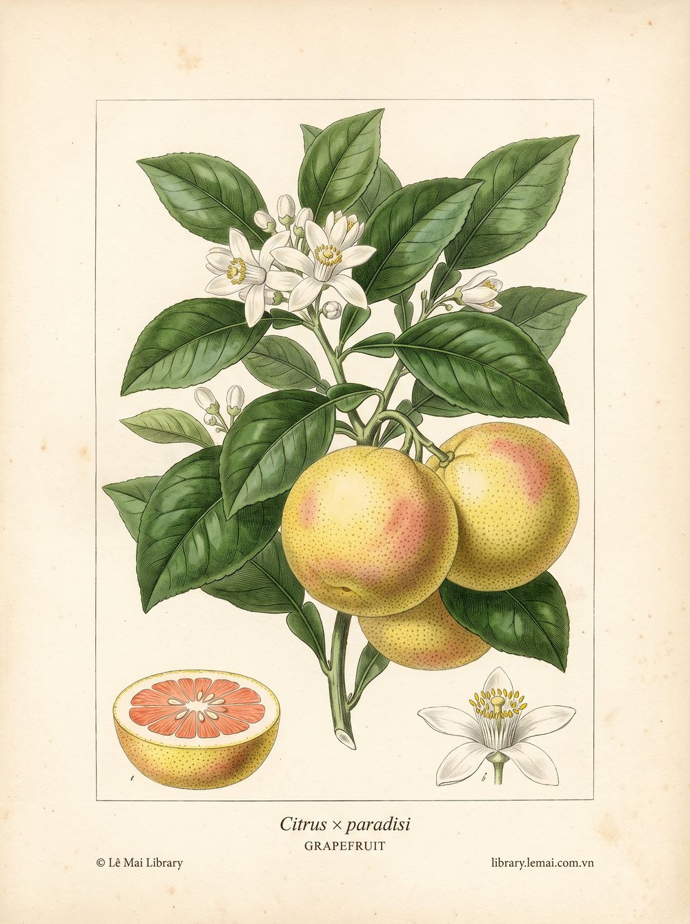 Tranh minh hoạ cây Bưởi (Citrus × paradisi), vỏ quả dùng chiết xuất tinh dầu Grapefruit