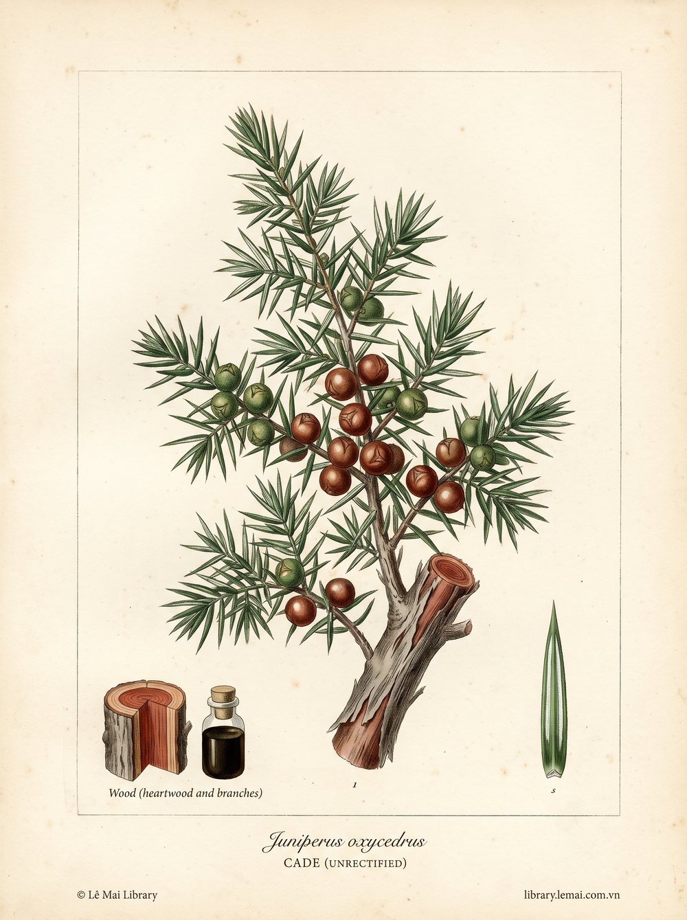 Botanical illustration of Juniperus oxycedrus; wood used to extract Cade (unrectified) essential oil