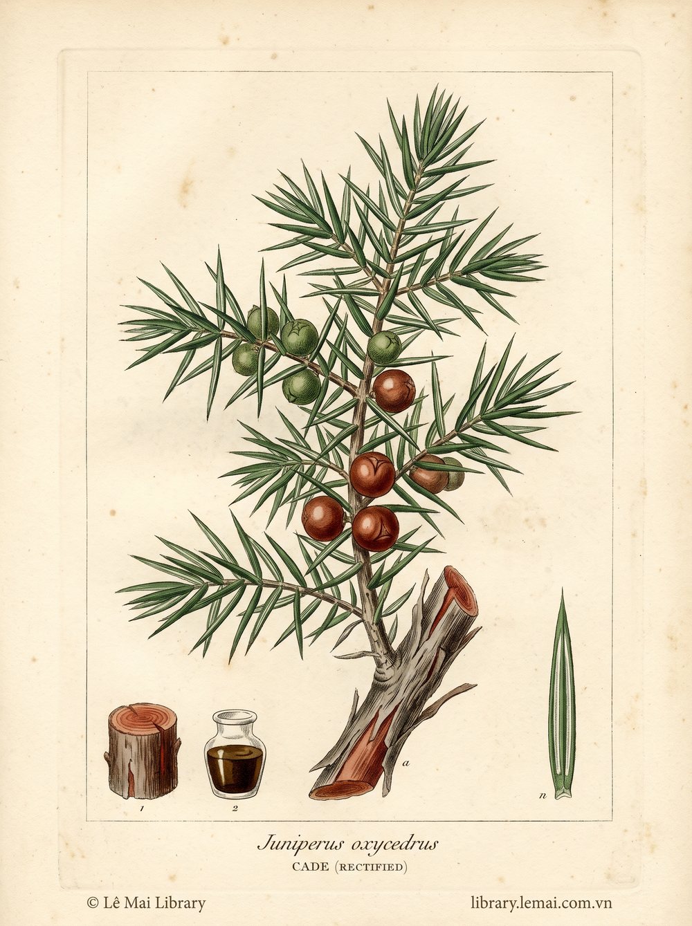 Botanical illustration of Juniperus oxycedrus; wood used to extract Cade (rectified) essential oil