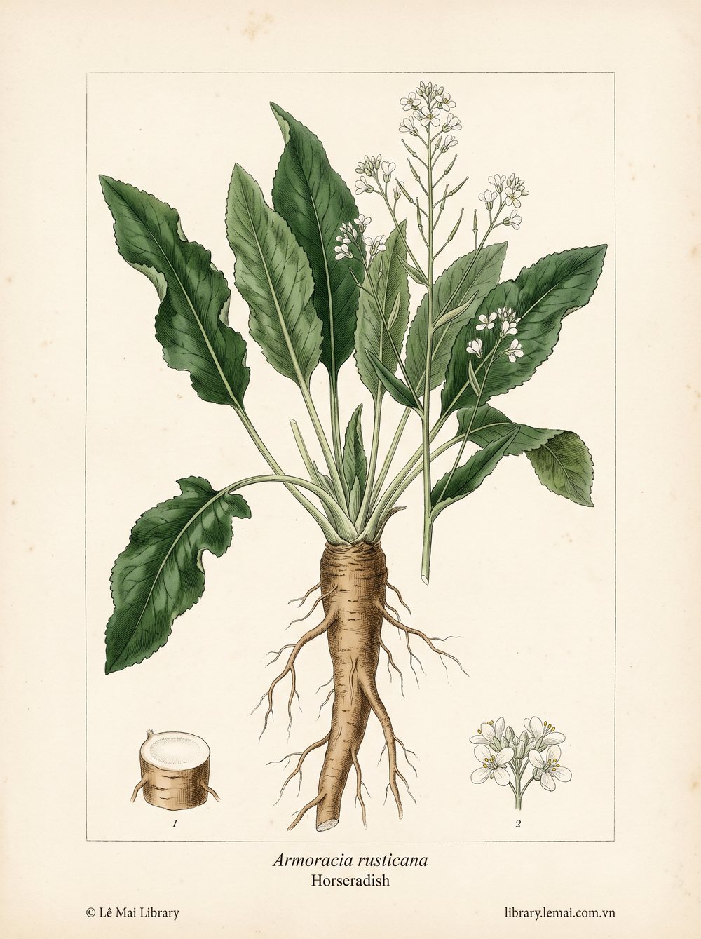 Tranh minh hoạ cây Cải ngựa (Armoracia rusticana), rễ dùng chiết xuất tinh dầu Horseradish