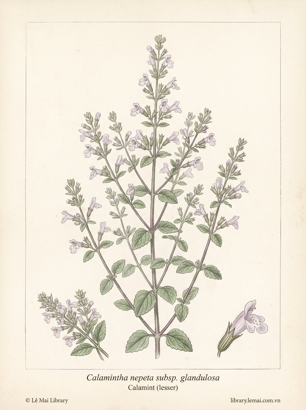 Botanical illustration of Calamintha nepeta subsp. glandulosa; aerial parts used to extract Calamint (lesser) essential oil