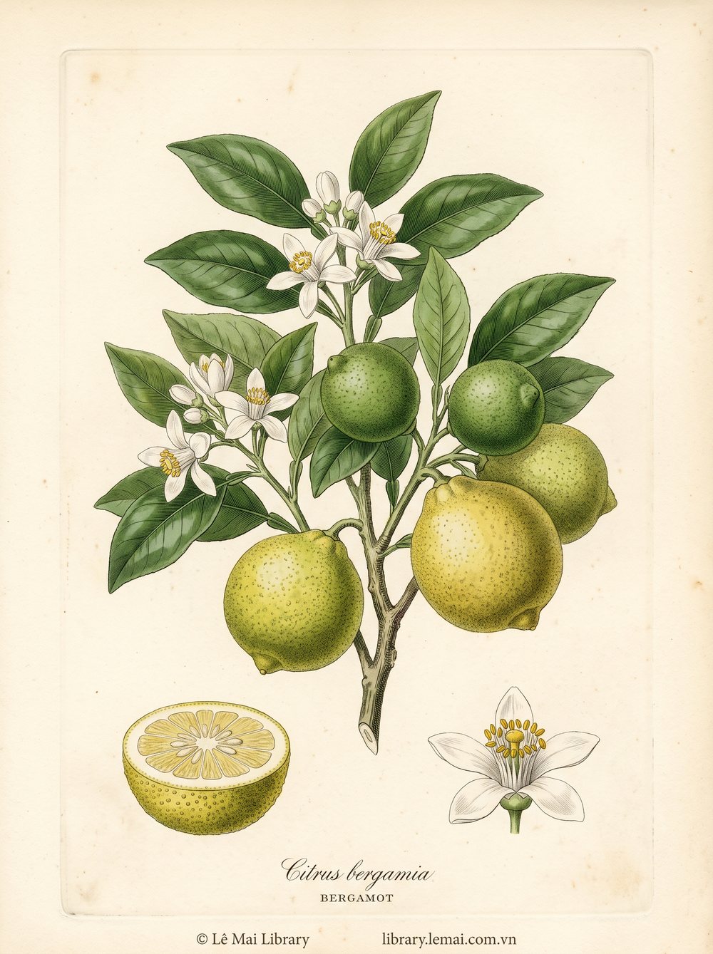 Botanical illustration of Citrus bergamia; fruit peel used to extract Bergamot essential oil