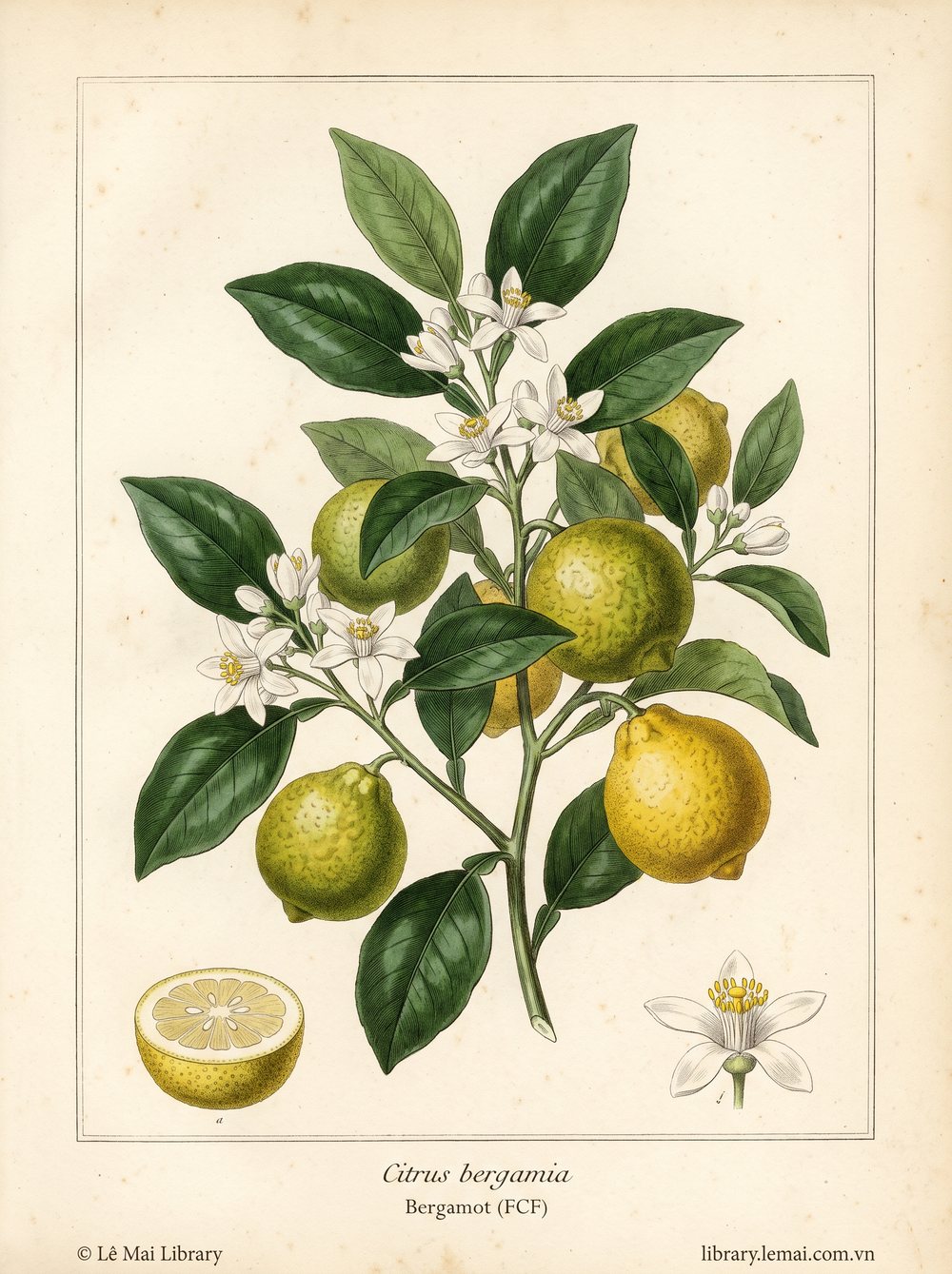 Botanical illustration of Citrus bergamia; fruit peel (furocoumarin-free) used to extract Bergamot (FCF) essential oil
