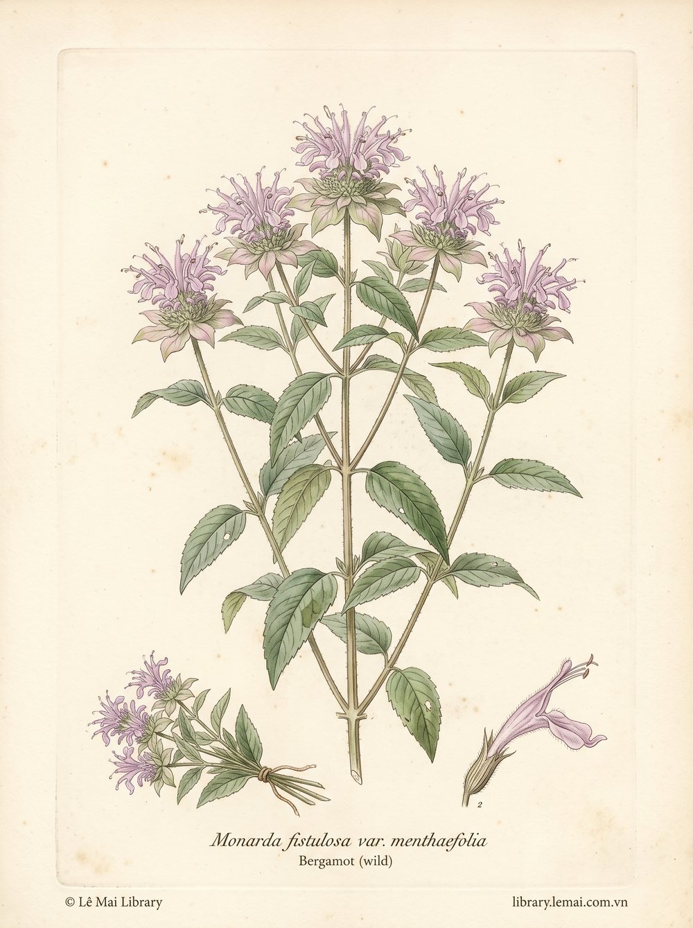 Botanical illustration of Monarda fistulosa var. menthaefolia; whole flowering plant used to extract Bergamot (wild) essential oil