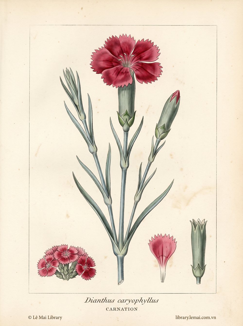 Botanical illustration of Dianthus caryophyllus; flowers used to extract Carnation essential oil